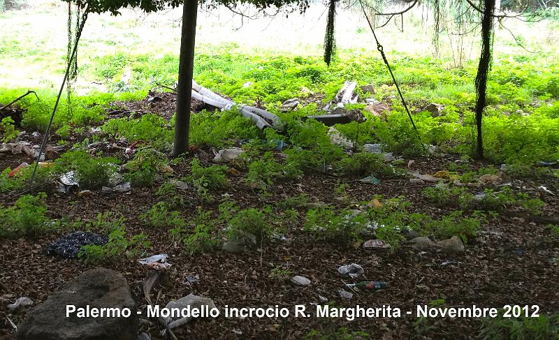 incrocio_venere_margheritaIMG_2475 copia.jpg